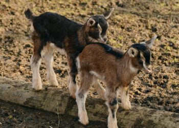 Veterans Grow New Careers in Agriculture