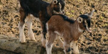 Veterans Grow New Careers in Agriculture