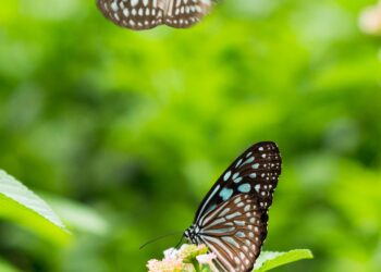 Where Have All the Insects Gone? 