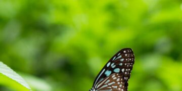 Where Have All the Insects Gone? 