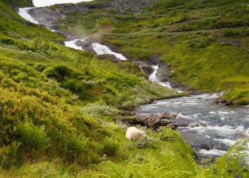 Methods for Reducing Methane in Agriculture