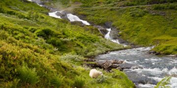 Methods for Reducing Methane in Agriculture