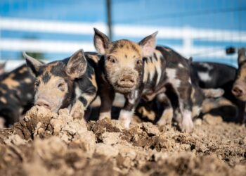 Hog Farmers Nervous About African Swine Fever Now In Northern Hemisphere