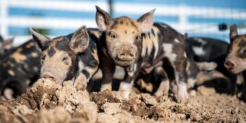 Hog Farmers Nervous About African Swine Fever Now In Northern Hemisphere