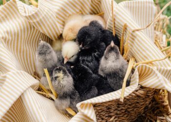 WVU Research Promotes Healthier Poultry And Environment