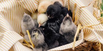 WVU Research Promotes Healthier Poultry And Environment