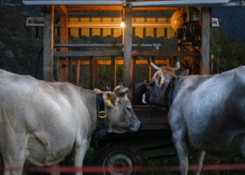 Bringing Farm-Raised Meat To Market A Struggle For Berkshire Farmers