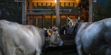 Bringing Farm-Raised Meat To Market A Struggle For Berkshire Farmers