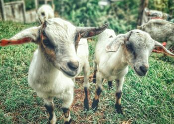 45 Countries Pledge Over $4 Billion to Support Sustainable Agriculture, But Is It Enough?