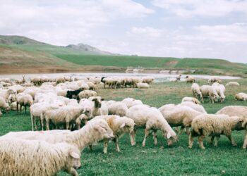 Researcher Returns To Nevada To Make Genetic Improvements In Animal Herds