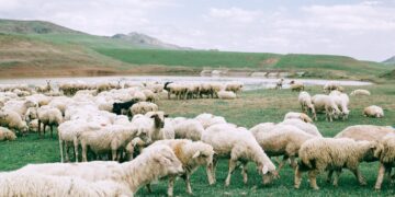 Researcher Returns To Nevada To Make Genetic Improvements In Animal Herds