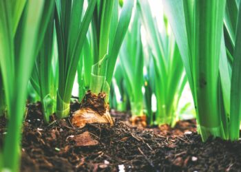 ‘Big Agriculture’ Corporations Wake Up To Soil Health