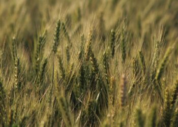 Gene-Editing Discovery Yields High Promise For Wheat Fertility In A Changing Climate