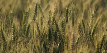 Gene-Editing Discovery Yields High Promise For Wheat Fertility In A Changing Climate