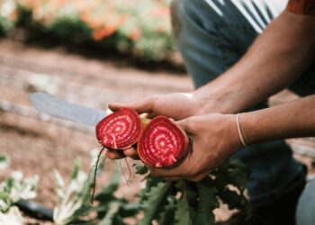 Strong Public Confidence In British Food Is The Greatest Prize For Farmers
