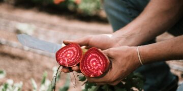 Strong Public Confidence In British Food Is The Greatest Prize For Farmers