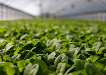 Egypt, China Agree To Establish Joint Lab For Smart Agriculture