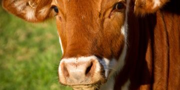 Helping Canada’s Beef Industry Meet Consumers’ Demands For A Sustainable Product