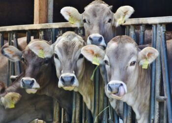 What You Can Expect At The Biggest County Fair In The U.S.
