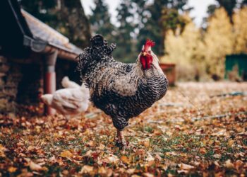 Is Turning Chicken Poop Into Fuel a Good Idea?