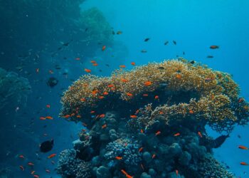 Noisy Fish Spell The Recovery Of This Indonesian Coral Reef