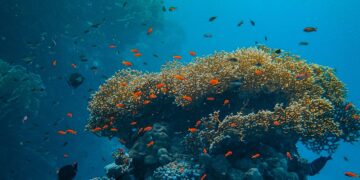 Noisy Fish Spell The Recovery Of This Indonesian Coral Reef