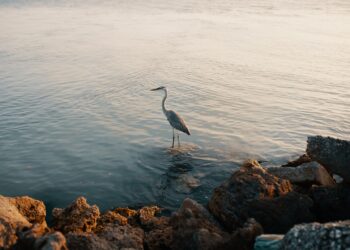 Thousands Of Cranes Killed By Bird Flu In Northern Israel