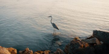 Thousands Of Cranes Killed By Bird Flu In Northern Israel