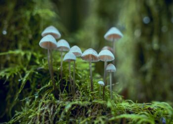 Scientists On A Quest To Map Worldwide Web Of Fungi Beneath Our Feet