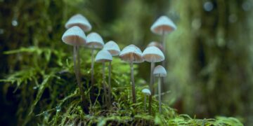 Scientists On A Quest To Map Worldwide Web Of Fungi Beneath Our Feet