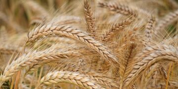 Large Yields, High Input Prices Forecast For Grain