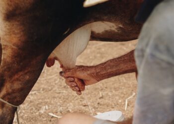 Dairy income to fall 16% in 2022