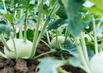 Plant Protein Revolution Is Shaking Up The Agriculture World