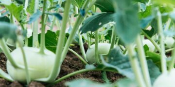 Plant Protein Revolution Is Shaking Up The Agriculture World