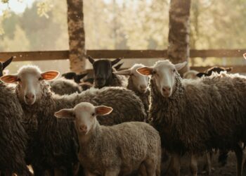 BENEFITS OF BEEF AND SHEEP FARMING APPRENTICESHIPS SHOWCASED