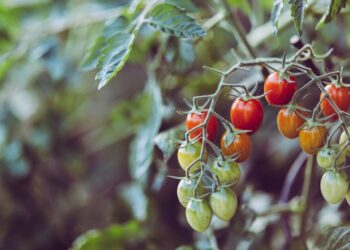 Global Smart Agriculture Market to Grow