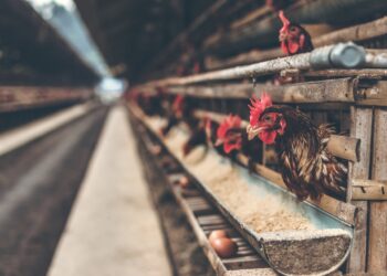 Why Animal Feeds Prices Are Still Rising Despite Duty Free Import Offer