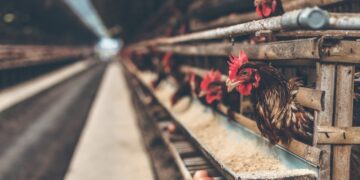 Why Animal Feeds Prices Are Still Rising Despite Duty Free Import Offer