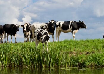 Dutch Cow Farmers Face Tough Climate Choices