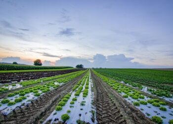 Kenya Launches Agricultural Training Program In Kwale County