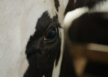 A New Wave Of Cow-Free Milk Options Are Hitting The Market. How Will Traditional Dairy Farmers Fare?