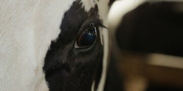 A New Wave Of Cow-Free Milk Options Are Hitting The Market. How Will Traditional Dairy Farmers Fare?