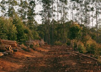 Can The Gran Chaco Halt Deforestation And Provide Food?