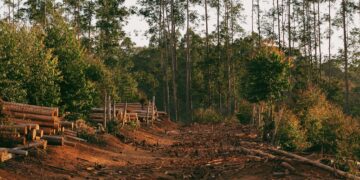 Can The Gran Chaco Halt Deforestation And Provide Food?