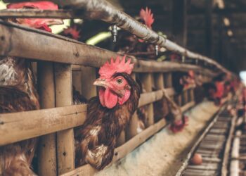 Farming With Disabilities