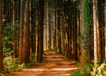 How To Save The Future Of Africa’s Forests