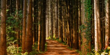 How To Save The Future Of Africa’s Forests