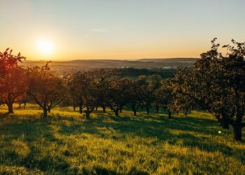 9 Technologies To Help The World’s Trees