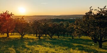 9 Technologies To Help The World’s Trees