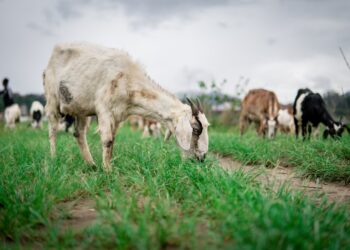 Export Markets For Small Livestock On Rise In Botswana